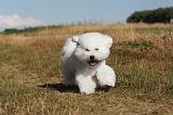 BICHON FRISE 068